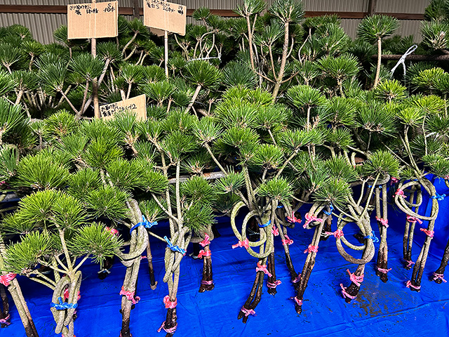 お菊の松 結び 水槽