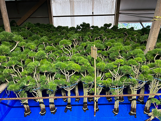 ピンポン松 水槽