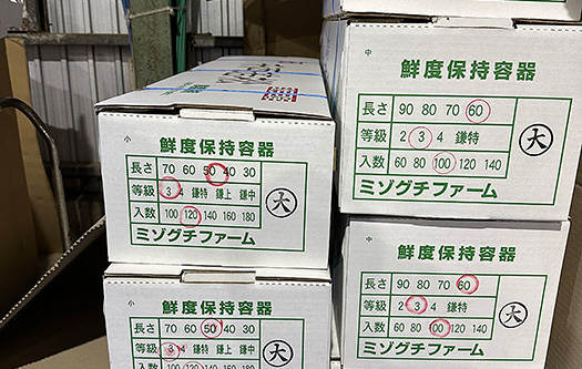 箱詰めされた千両