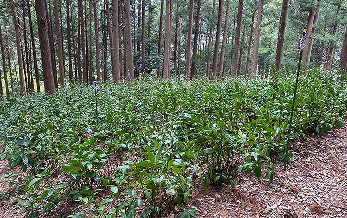 千両の自然栽培の様子