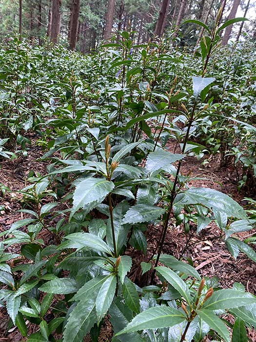 千両の自然栽培の様子