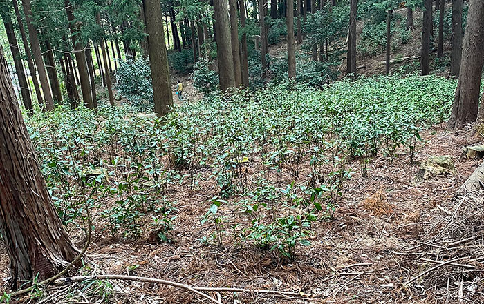 千両の自然栽培の様子