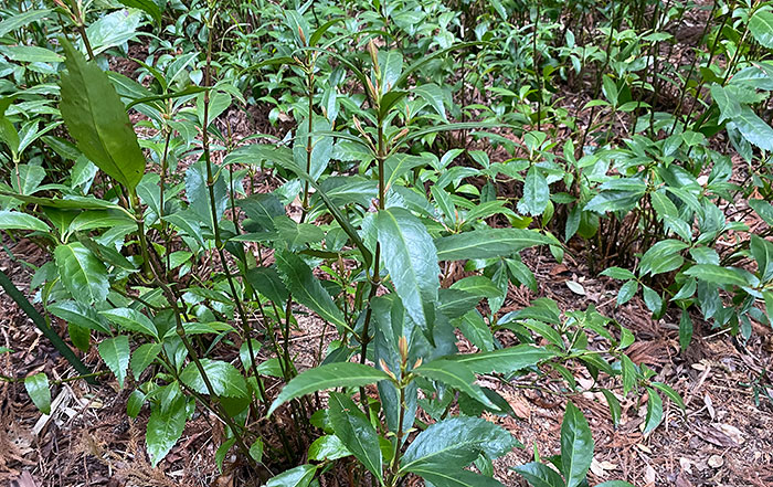 千両の自然栽培の様子
