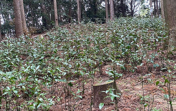 千両の自然栽培の様子