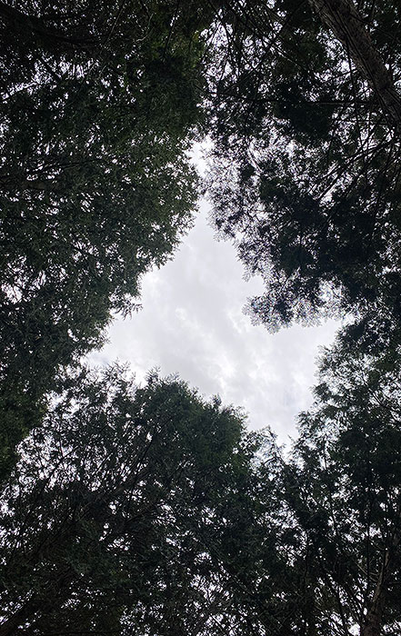 千両の自然栽培の様子