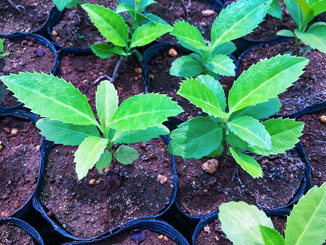 ポットに入った千両の苗