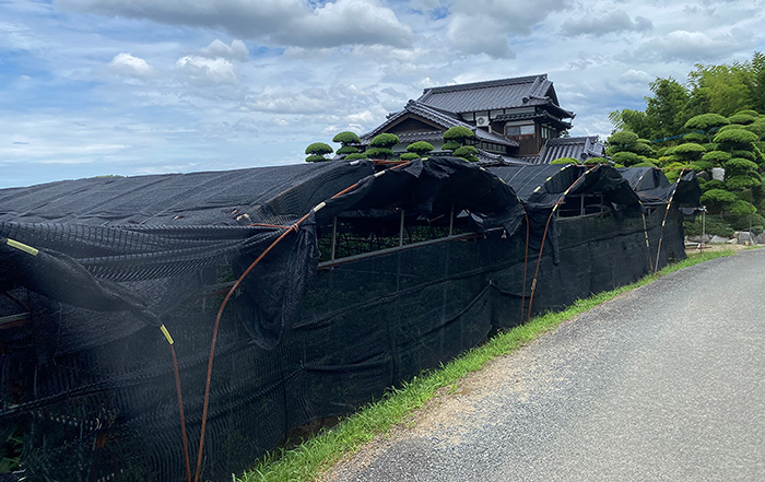 千両の遮光ハウスの外観