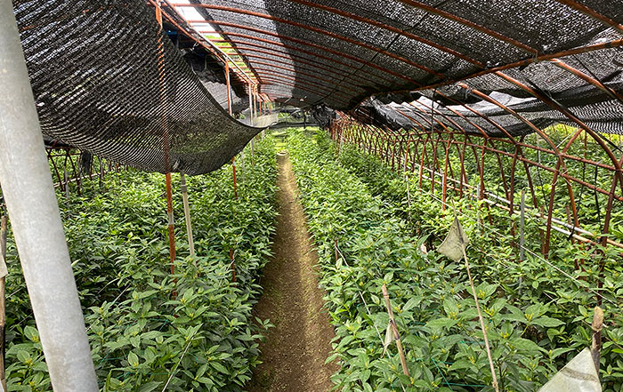 千両の遮光ハウスの内観