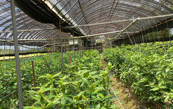 千両の遮光ハウスの内観