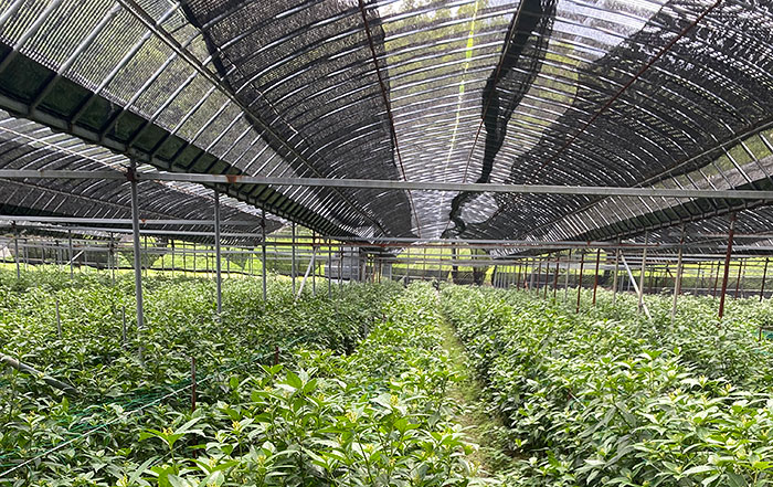 千両の遮光ハウスの内観