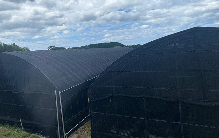 千両の遮光ハウスの外観