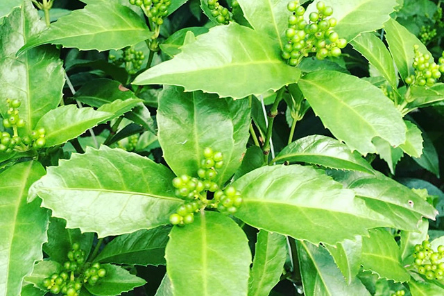 夏きれいな緑色のの千両