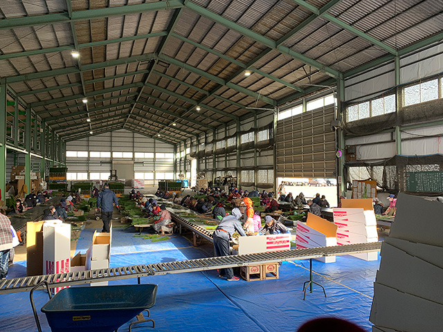 門松２本組　スリーブ入　