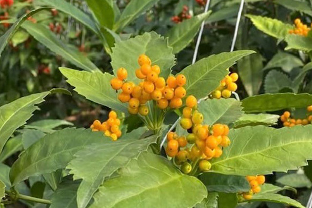 黄色の実の千両